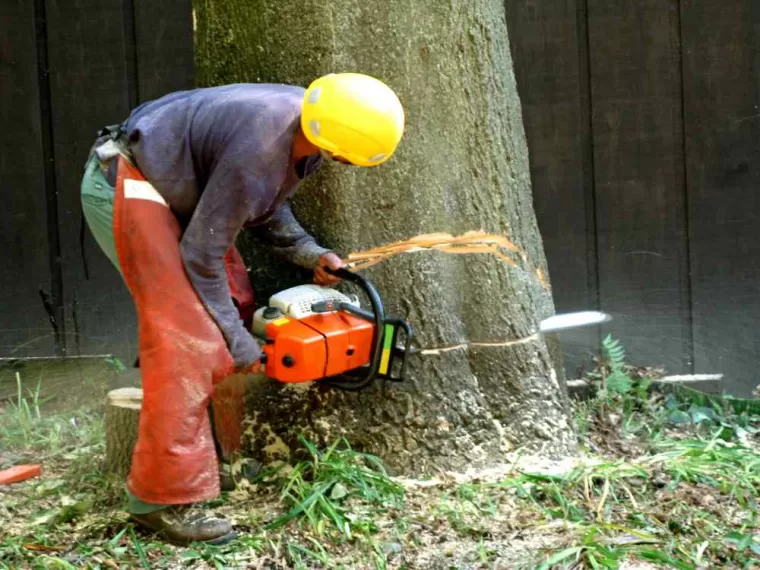 Abattage d'arbre dangereux, Lambesc, Côme Dans les Arbres