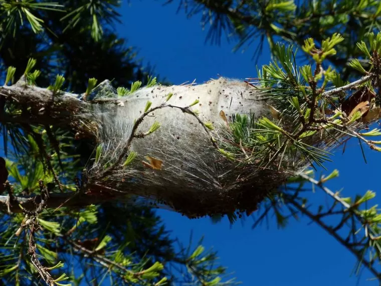 Enlèvement nid de chenilles, Lambesc, Côme Dans les Arbres