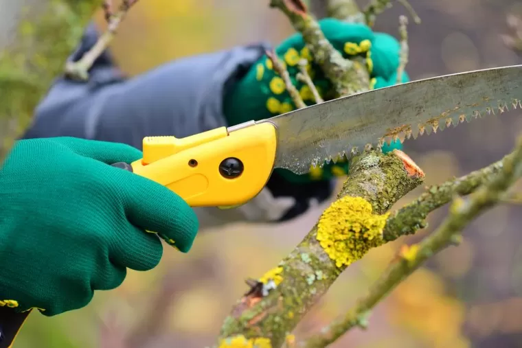 Tailler un arbre, Lambesc, Côme Dans les Arbres