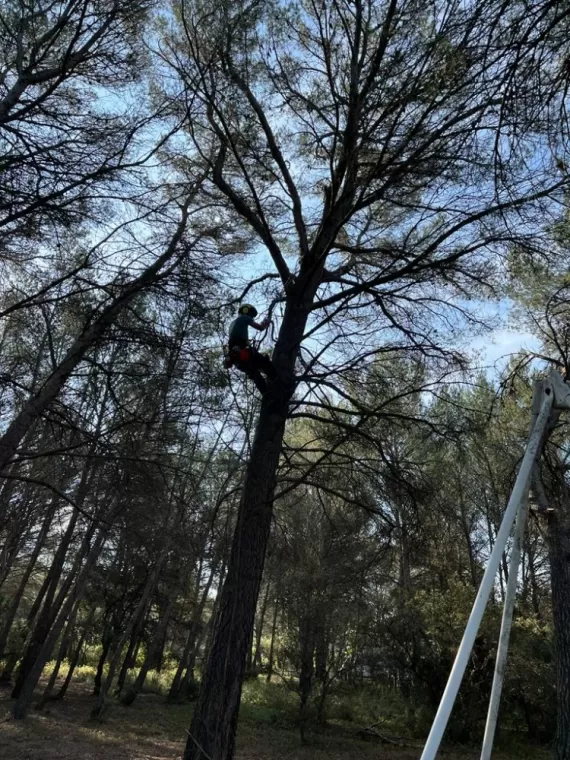 Remontée de couronne, et retrait de bois mort sur plusieurs pins d'alep à Lambesc.