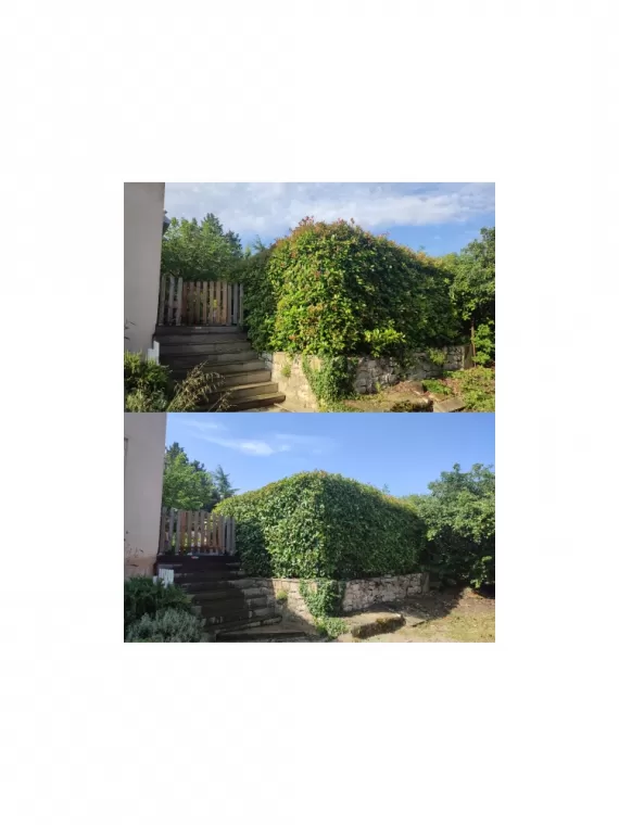 Reprise d'une haie de Photinia sur les 3 faces.
