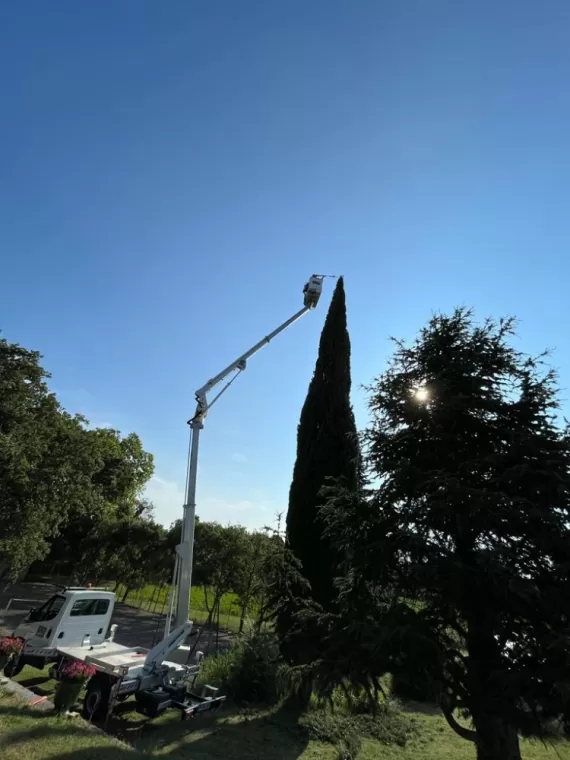 Cyprès de 20 mètres.