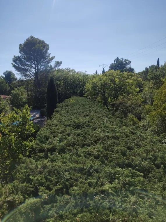 Taille de haie de cyprès à la nacelle, Lambesc, Côme Dans les Arbres