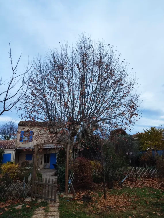 Platane non taillé depuis 3 ans, avec des branches de 6 mètres.