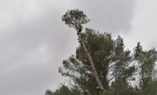 Élagage, Lambesc, Côme Dans les Arbres