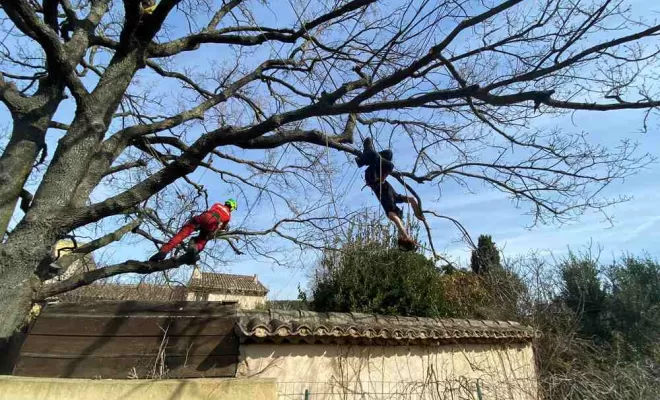 Élagage, Lambesc, Côme Dans les Arbres