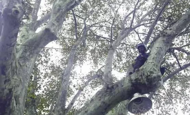 Élagage, Lambesc, Côme Dans les Arbres