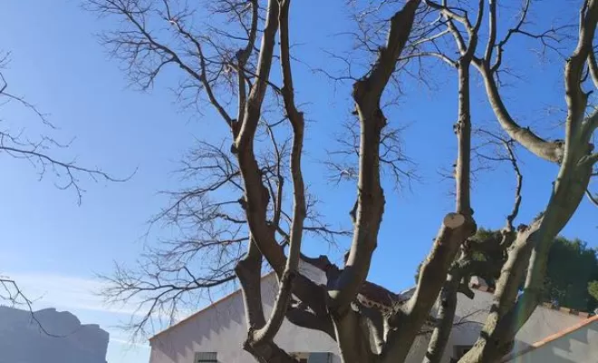Élagage, Lambesc, Côme Dans les Arbres