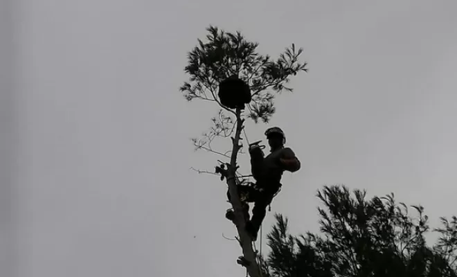 Élagage, Lambesc, Côme Dans les Arbres