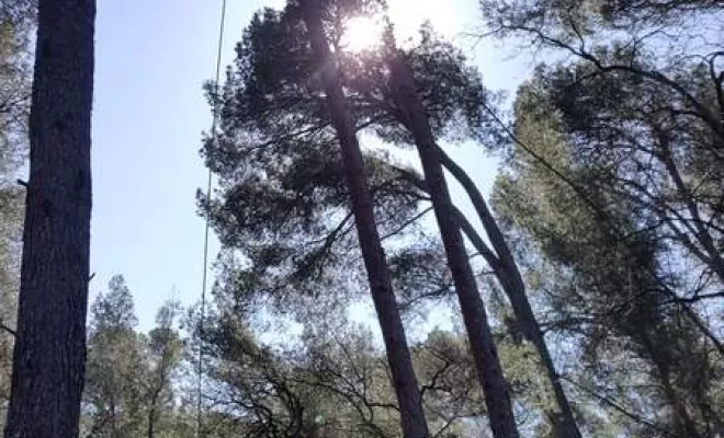 Abattage d'arbres, Lambesc, Côme Dans les Arbres