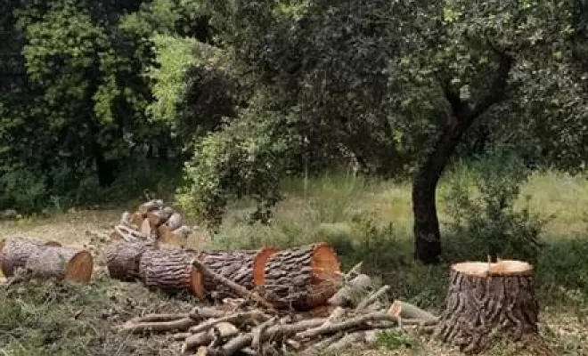 Abattage d'arbres, Lambesc, Côme Dans les Arbres