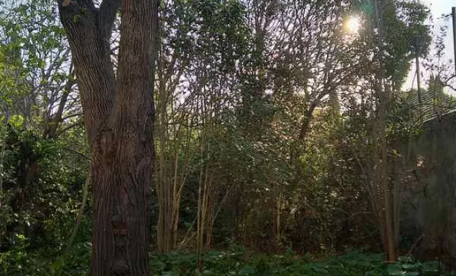 Débroussaillage, Lambesc, Côme Dans les Arbres