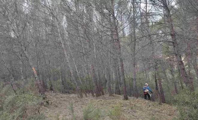Débroussaillage, Lambesc, Côme Dans les Arbres