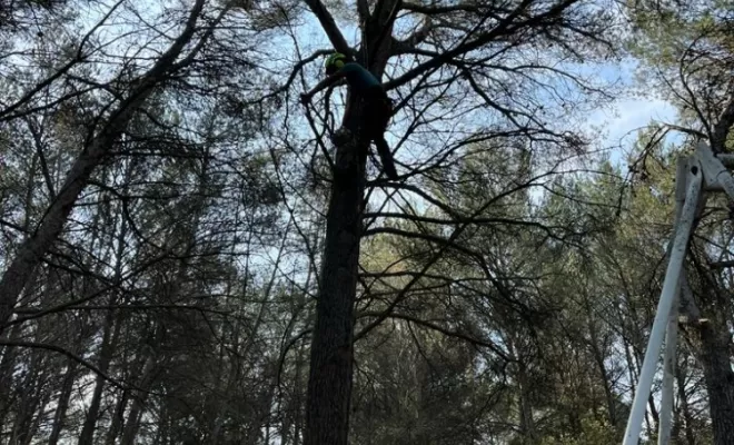 Remontée de couronne et retrait du bois mort sur plusieurs pins.