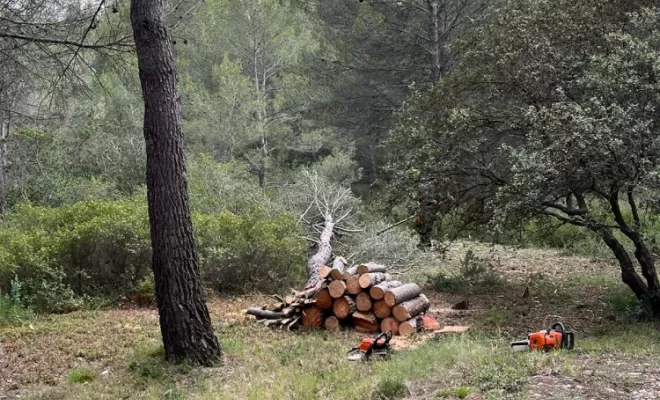 Abattage de plusieurs pins afin de respecter les 2 mètres de distance entre chaque houppier.