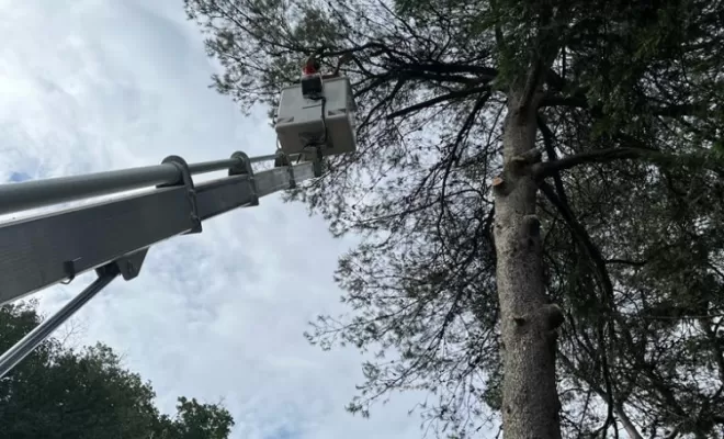 Abattage par démontage de pins dangereux et un chêne mort., Lambesc, Côme Dans les Arbres