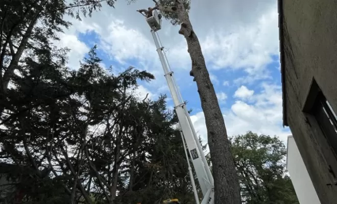 Démontage à la nacelle d'un gros pin (80 cm de diamètre au pied)