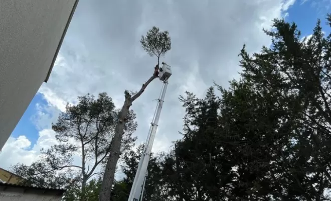 Abattage par démontage de pins dangereux et un chêne mort., Lambesc, Côme Dans les Arbres