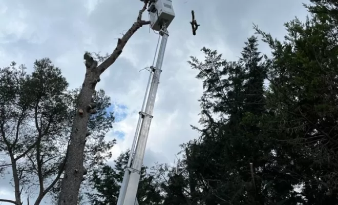 Le bois a descendre au maximum jusqu'à la possibilité d'abattage au pied.