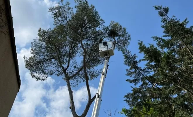 Un pin entre plusieurs habitations présentant un défaut mécanique (écorce incluse) et risque de casse importante.