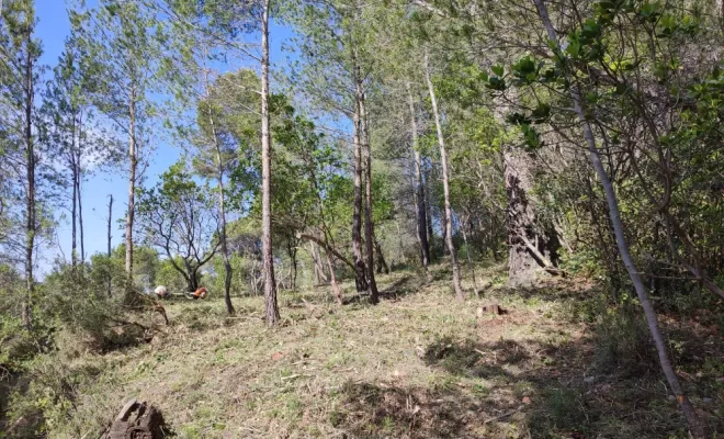 Débroussaillage au sol.