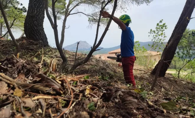 Elagage à hauteur d'homme.