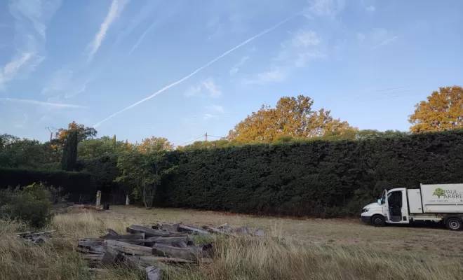 Taille de haie de cyprès à la nacelle, Lambesc, Côme Dans les Arbres