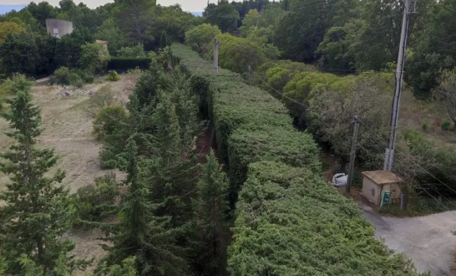 Vue globale de toute la haie.