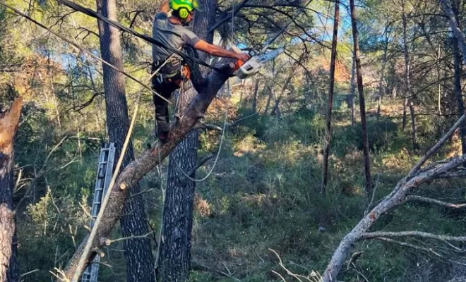 Obligé d'aller s'attacher sur un autre arbre pour intervenir en sécurité.