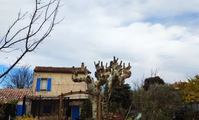 Repris en taille architecturée.